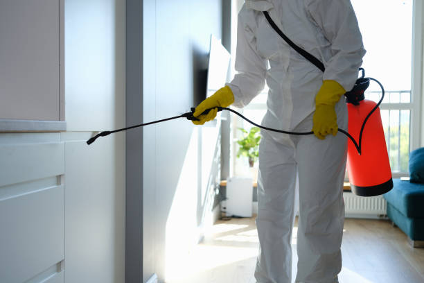 Best Attic Mold Removal  in Belleair Beach, FL