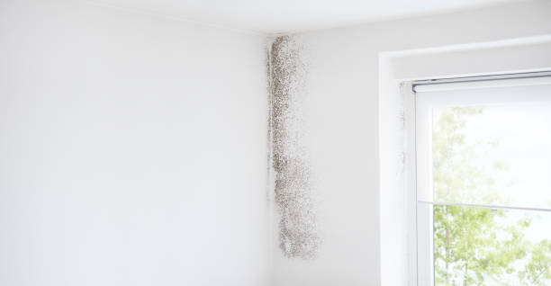 Best Mold Removal for HVAC Installations  in Belleair Beach, FL
