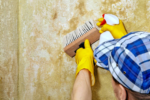 Best Environmental Consulting for Mold Prevention  in Belleair Beach, FL