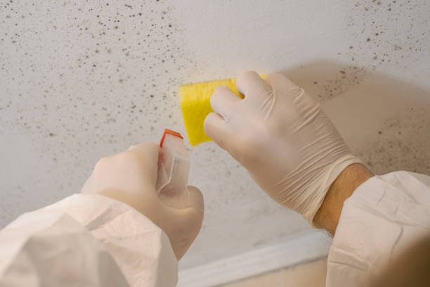 Best Mold Remediation for Healthcare Facilities  in Belleair Beach, FL