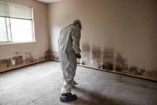 Best Industrial Mold Remediation  in Belleair Beach, FL