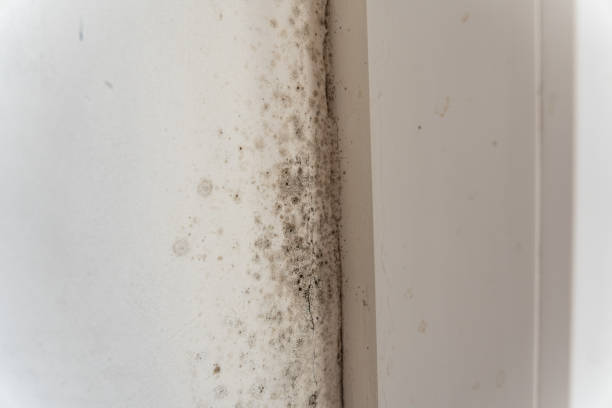 Best Mold-Related Health Consultation  in Belleair Beach, FL