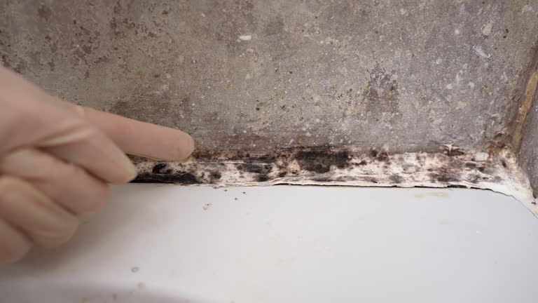 Best Water Damage & Mold Remediation  in Belleair Beach, FL