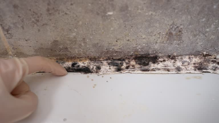 Reliable Belleair Beach, FL Mold Removal Solutions