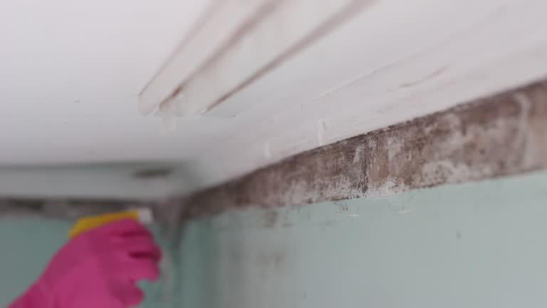 Best HVAC Mold Inspection and Cleaning  in Belleair Beach, FL