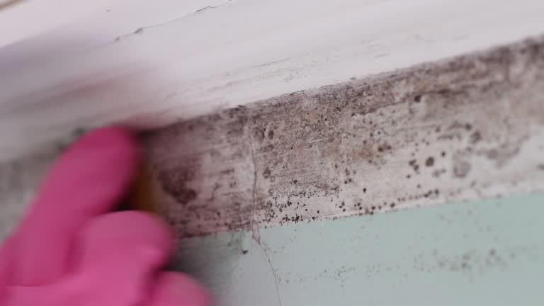 Best Mold Documentation for Insurance Claims  in Belleair Beach, FL